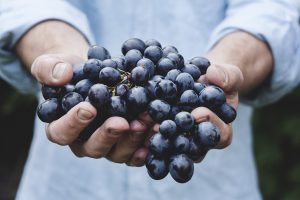 Erntehelfer Vermittlung