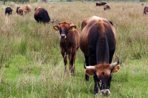 Personalvermittlung Landwirtschaft